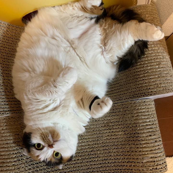 E6453bca 6b50 492a 87ff bf1f04bda43d 1562565065397