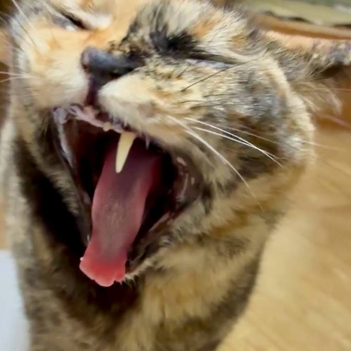 E6494678 1cce 4535 86dd e9ae8a1b431d 1748079289925