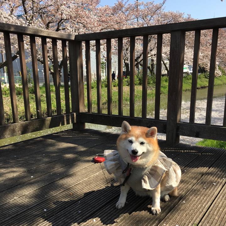 E64e92e9 5282 4ff5 ad51 d211fa1f67b6 1585993169102