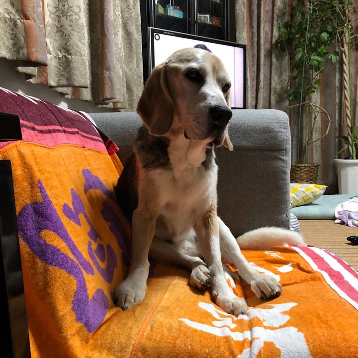 E65045d9 f81a 4335 a7b9 27eb2932d0d7 1596937140555