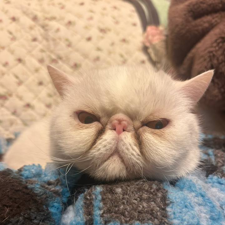 E6548618 2ad4 400a 80fc 40c92ae1b7a2 1743685181038