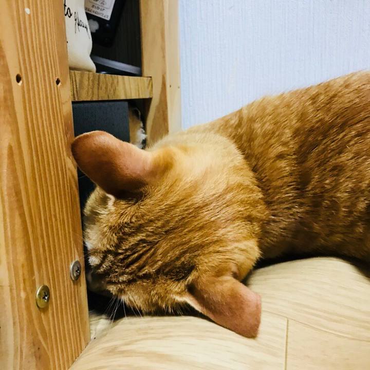 E6596cfe 94d4 4daa b794 60fc62551e60 1532446889359