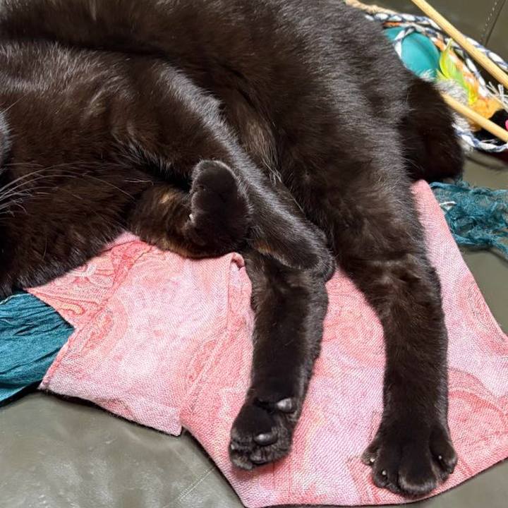 E6599c55 9bec 4810 9bae 6b7717437dd3 1762604094789