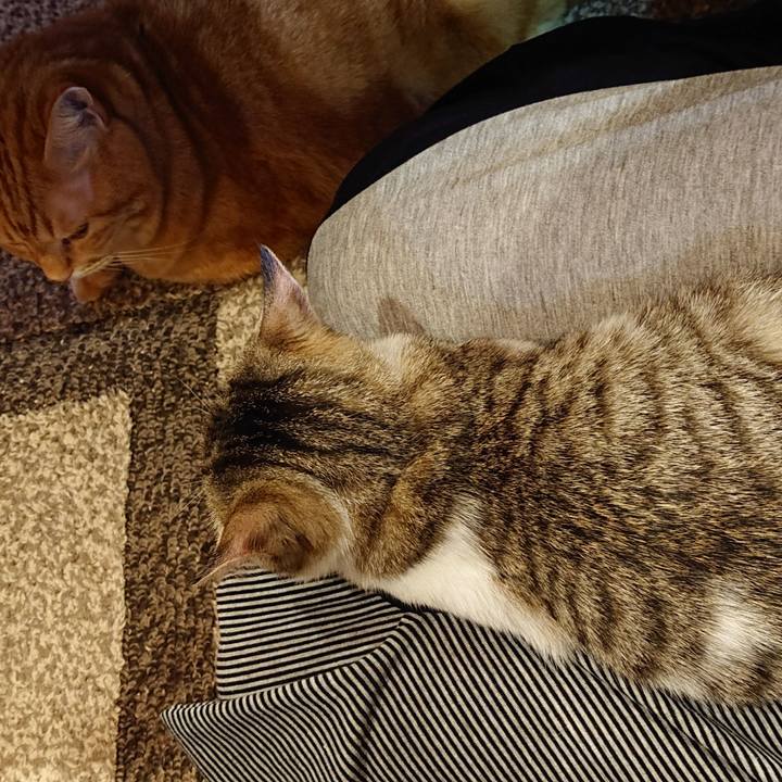 E65cef31 1033 4c0e aa99 f65a7420b3d2 1549711674317