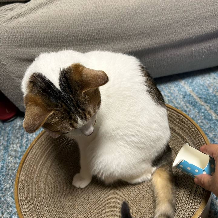 E65f7135 6324 4db1 9388 d0b7b688b2c8 1760083773663