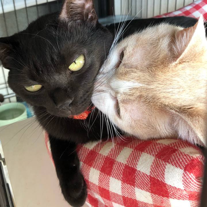 E65fc68b 4090 45af 980b 3584fb91ac5b 1550792394961