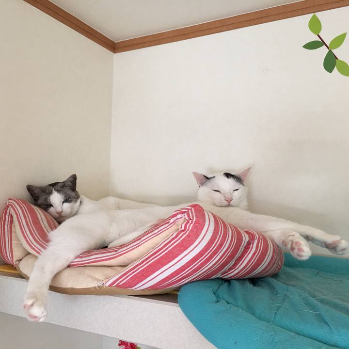 E660d9da 735e 40f6 8d3b 80ba973faec3 1527212833359