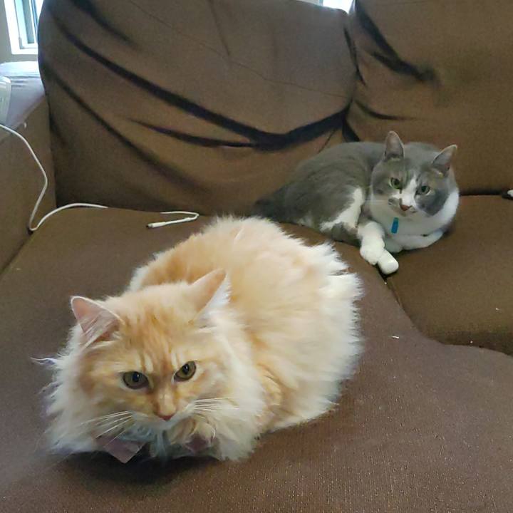 E6611196 2383 4748 8329 c20ef07ad233 1721116532343