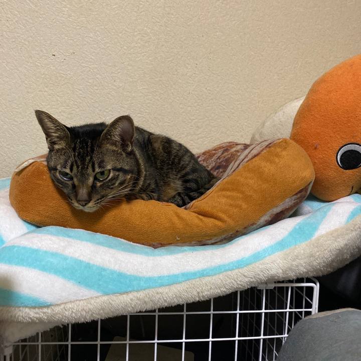 E6626a35 6e06 45de a4c7 b8947d0b528e 1575816310857