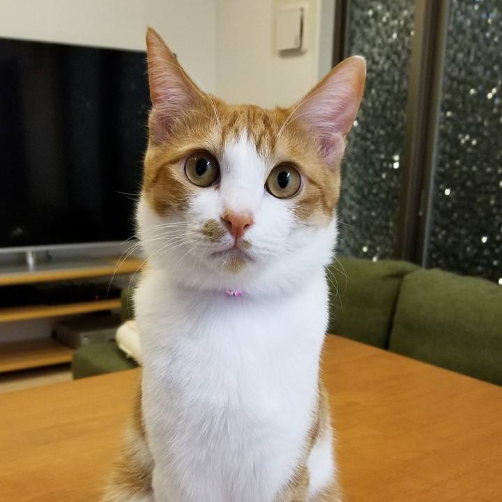 E6627fef bdf2 4ecc bc97 99f63a45e3bc 1520257736583