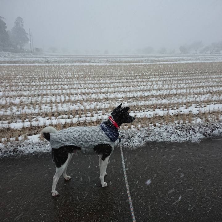 E66af136 a0ac 48bd b044 535fc257e63a 1548491183447