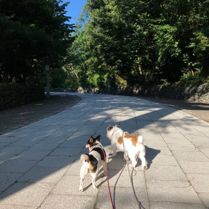 E66b9cda 020d 4dd5 8669 d44455adaca1 1532907325356