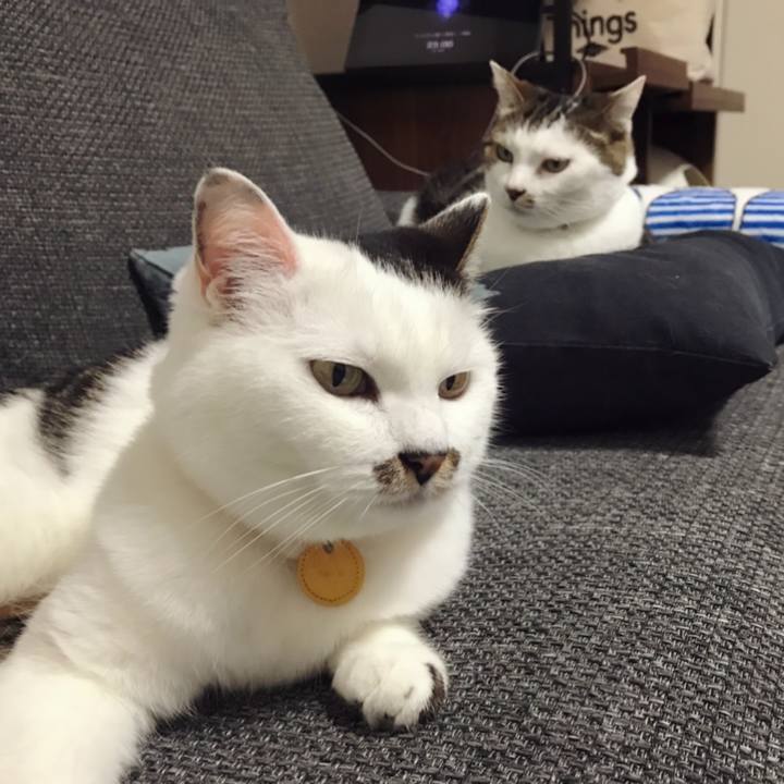 E66cc964 130e 484b a101 6f427a55c45a 1595038582566