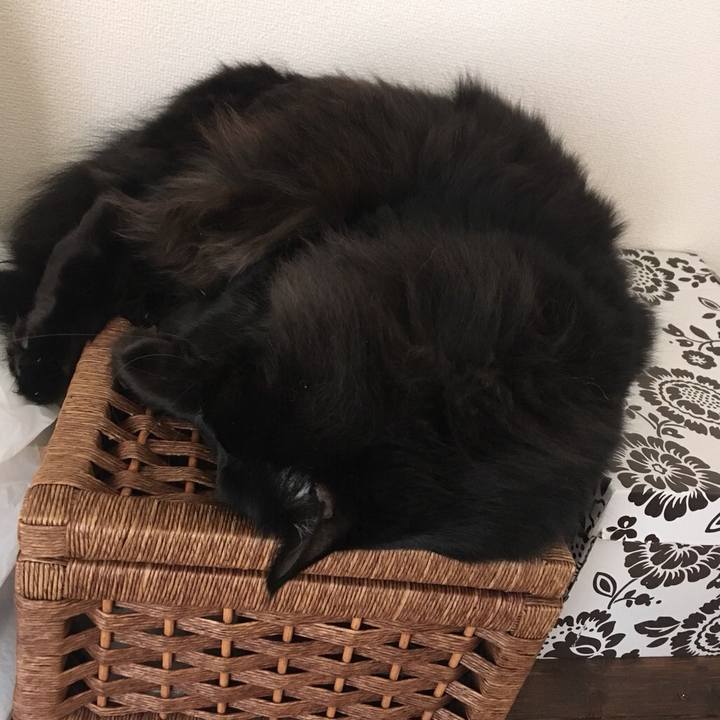 E66cd879 f242 4351 b41c c76defa81ab5 1545092900511