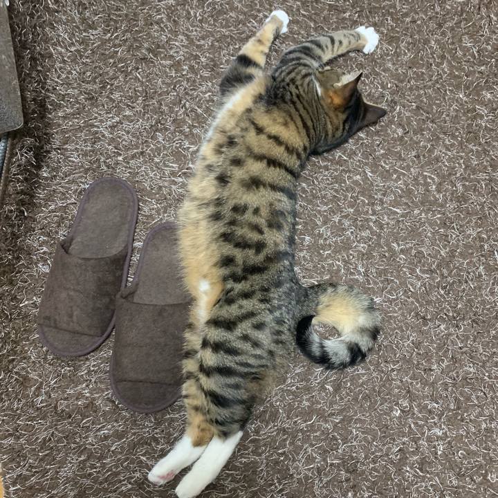 E66cfa7b 7484 438a b0bd 4638c5c18bd6 1577153345192