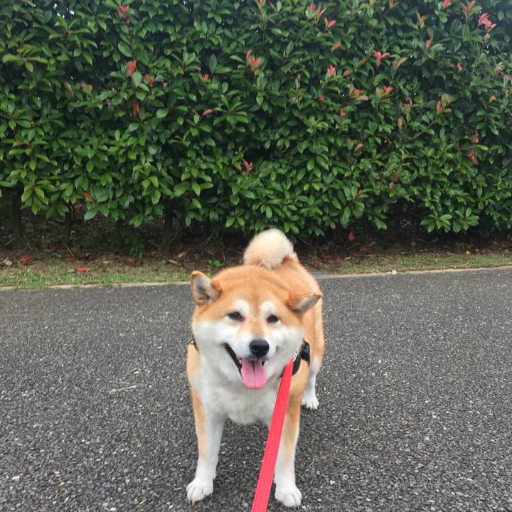 E66cfb5e 72a2 45e2 9bb4 3db40a01f4cd 1593245336202