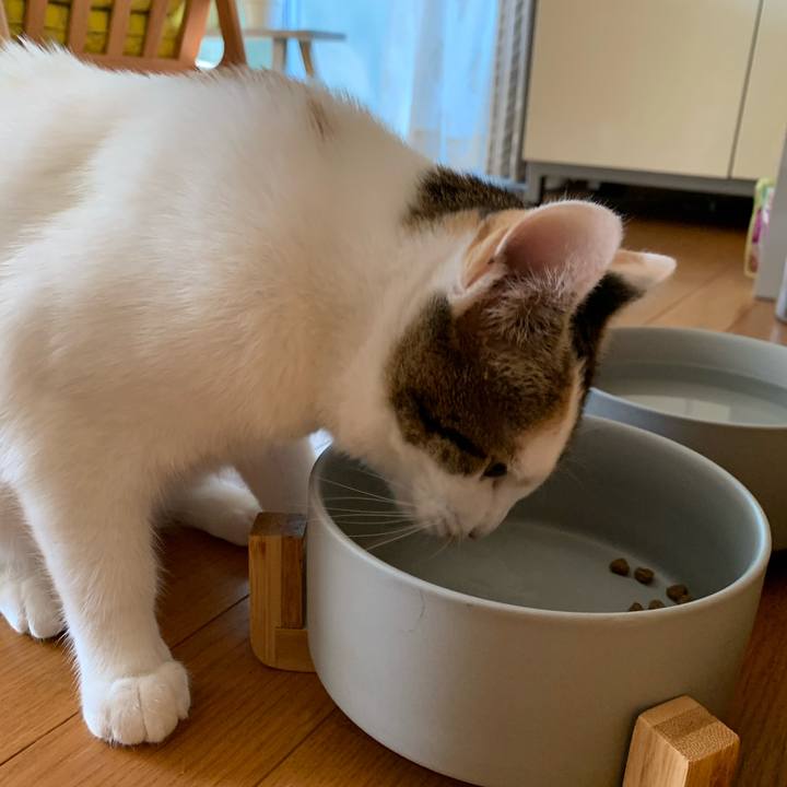 E66f3564 6aeb 46bd a685 fe6c7a5bebe5 1603940416300