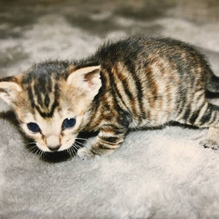 E67044ef 73c0 4989 ba09 734ac456fddd 1524387929374