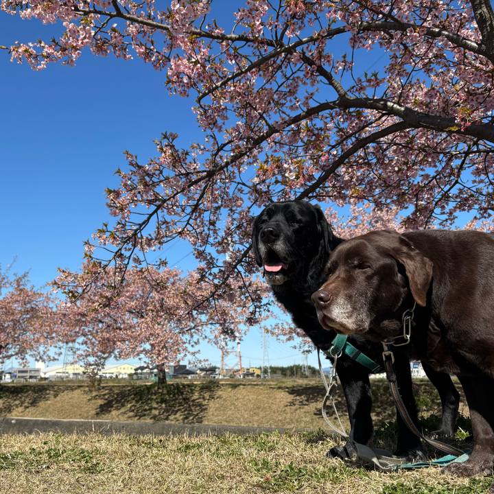 E673b272 849d 4a89 8662 da11bb9dec3e 1773579411746