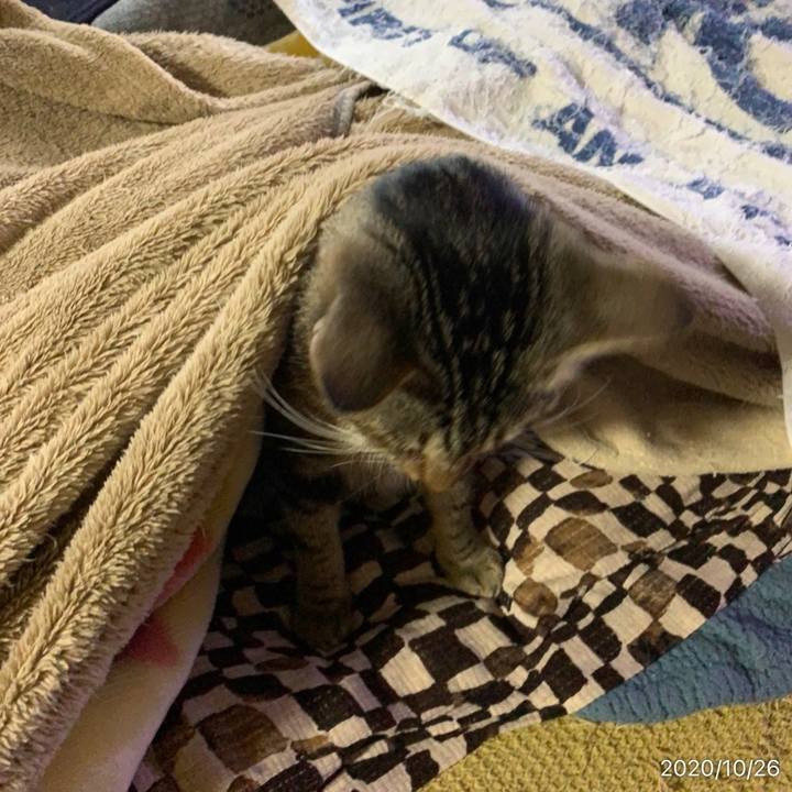 E675f1fd 4627 4474 8f74 adaf52834858 1603663906223