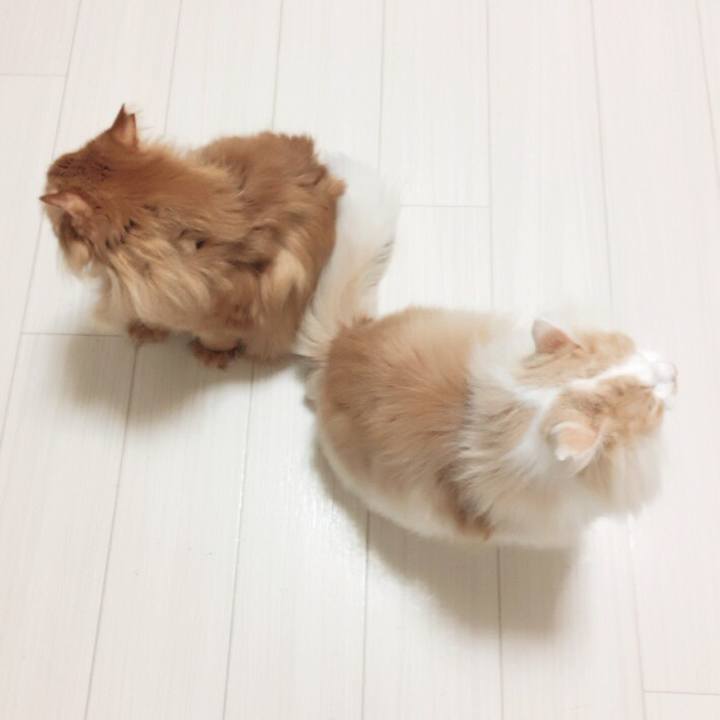 E67b6966 f863 4a66 b0b4 df605340c690 1513464632904