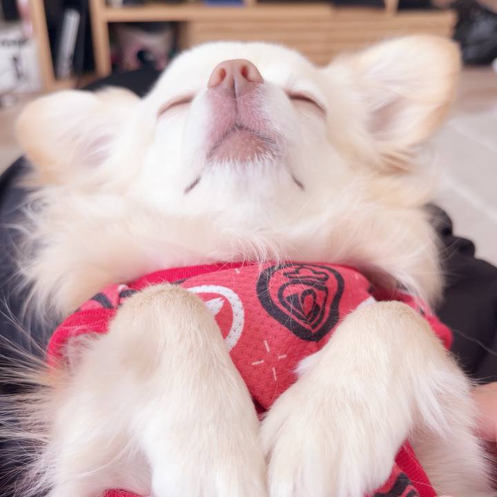 E67c4a67 7276 4429 8771 7129f3df849d 1742891545565