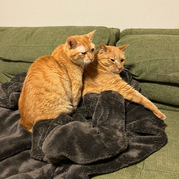 E67c4a80 c386 43f7 ad3f ae53340a06cb 1763807876372