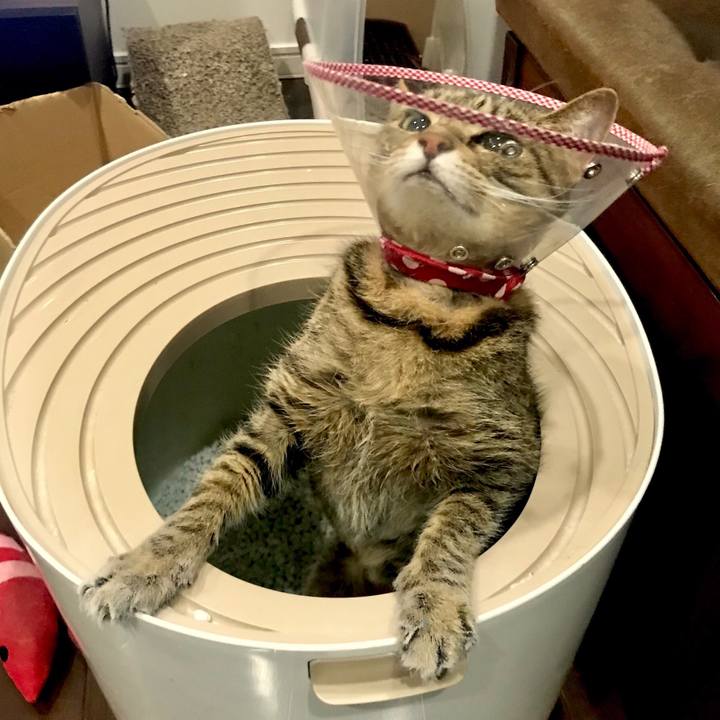 E67f16e2 7d0e 4a9a 945c 317e1485e928 1549807797280