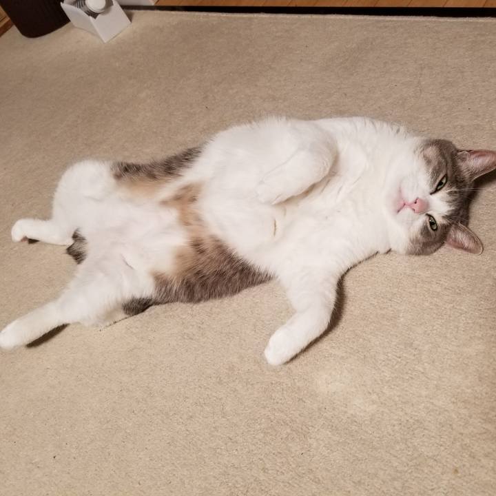 E67fa2de 2a1d 4961 bb7c e77147199507 1616761514713