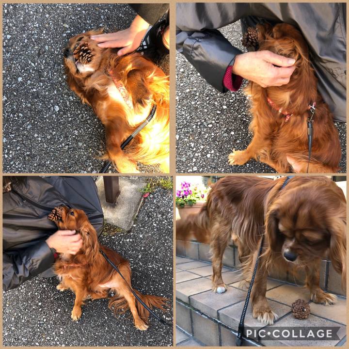 E68062c8 82d8 4556 a02d 586d1b464ae4 1584691134054