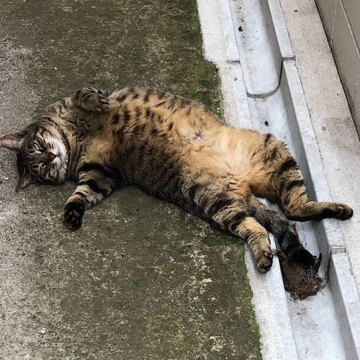 E680bfa5 bee9 441d a140 9a777f6f53e3 1591425576164