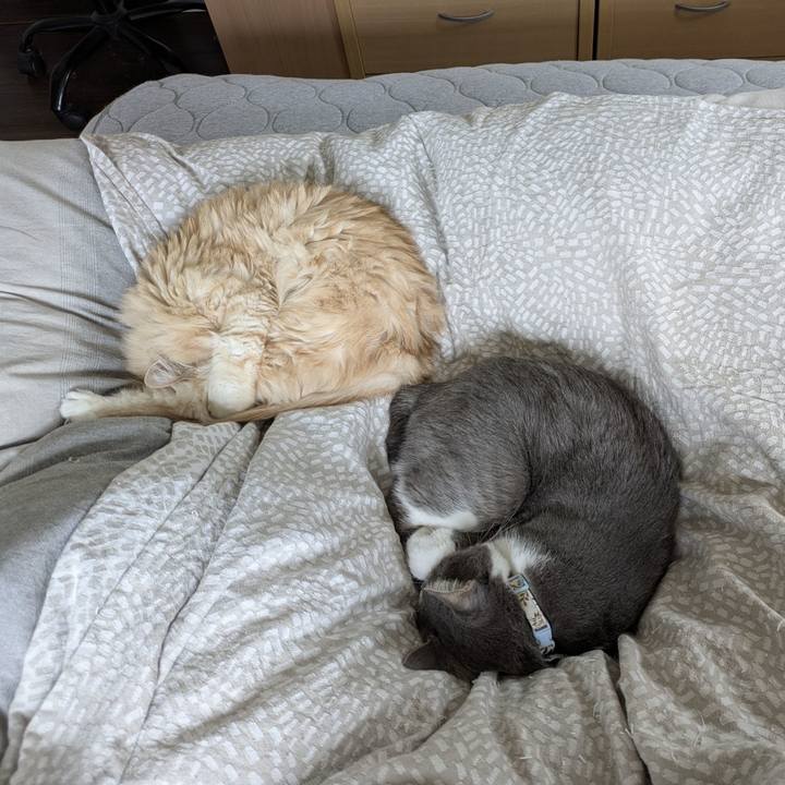 E680d0d8 2863 47e9 81d7 f722fdd1260c 1763428205188