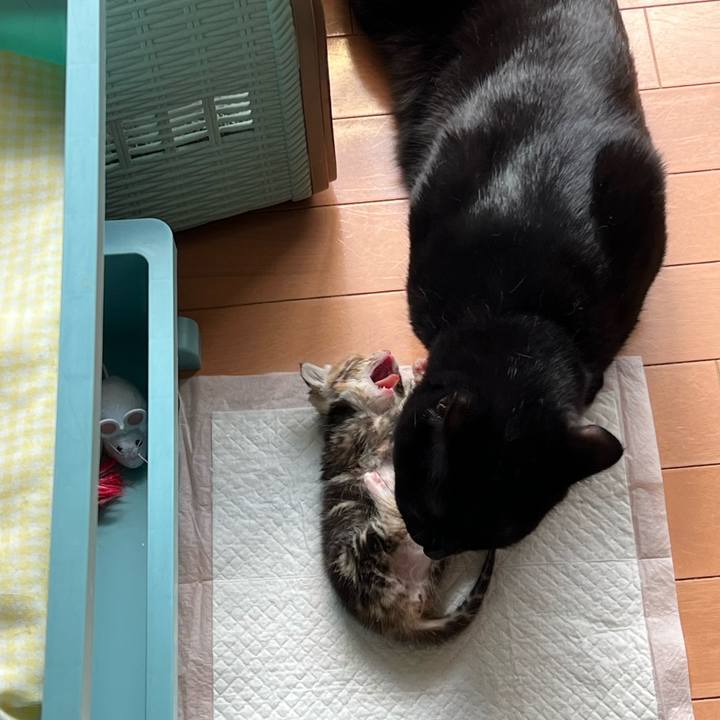 E6817f04 3b1a 4d2e 9627 2f239d8a1fe4 1690338858835