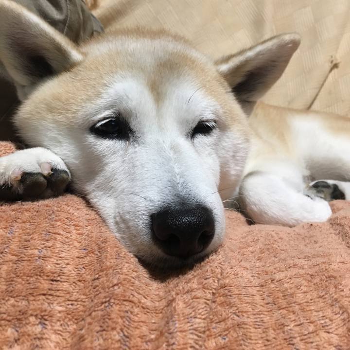 E681be33 8453 4e47 ba9a af728b5ab868 1509282441319