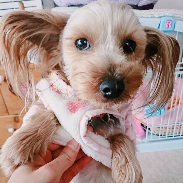 E68242b1 6693 468f b674 01d296117302 1513754954768