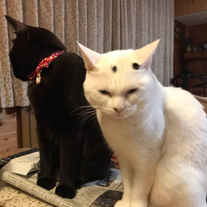 E686a910 1bbe 4f73 b154 a6966f6c33a5 1590401953547