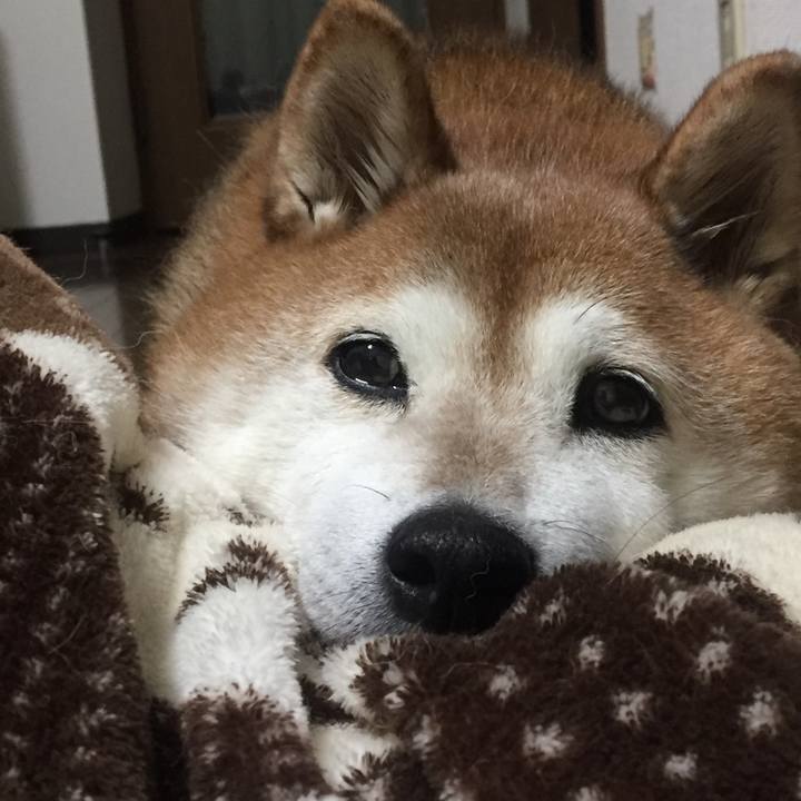 E6874c49 0a19 4fbb a1df 1013c01fcce8 1544873101632