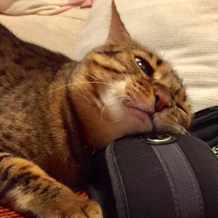 E68abb1f 733b 4636 9052 4aab8dbb40e0 1532733019376