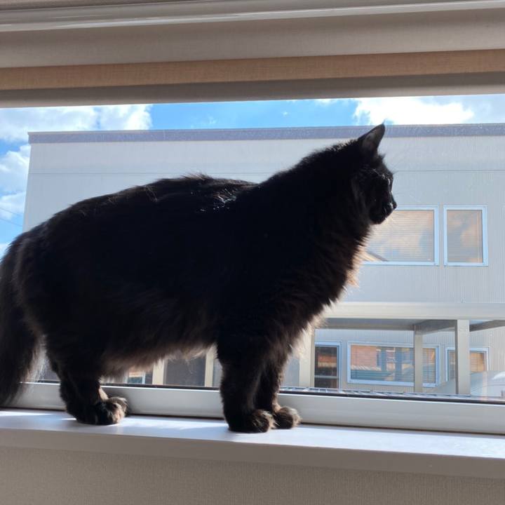 E68b7985 3274 493a 895d d2e691659f51 1584420383218