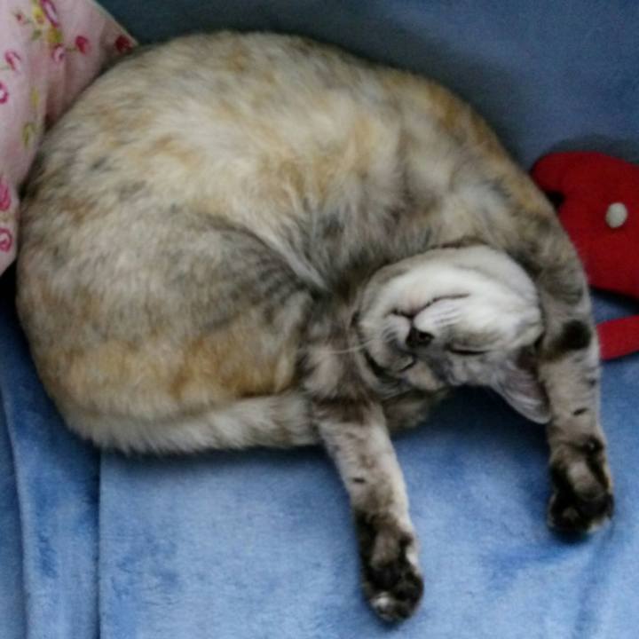 E68f1fd0 1f31 4448 84f7 bffc92a35011 1526163823166