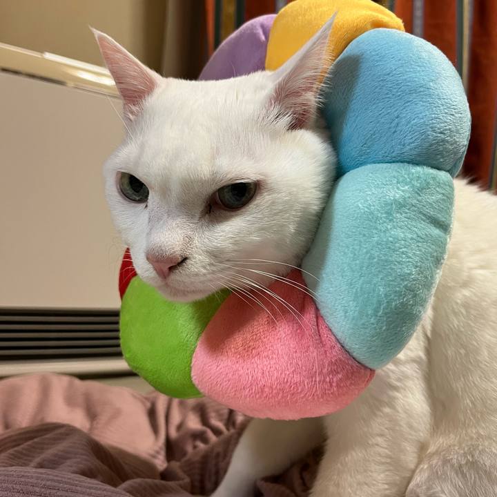 E69421eb 24bc 48fa 8ca0 32b52793ea44 1671104945316