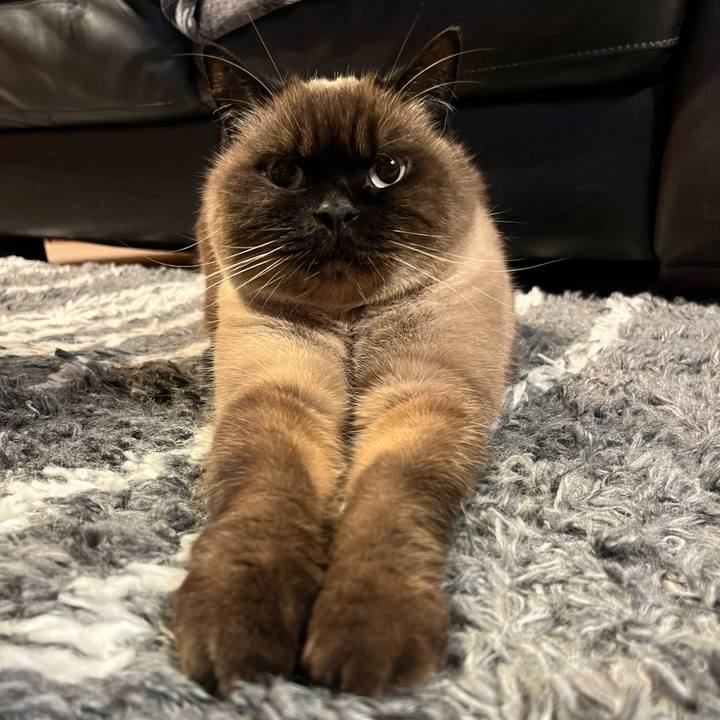 E6943eae d4dd 4ad1 9304 c07848a642ec 1733229319512