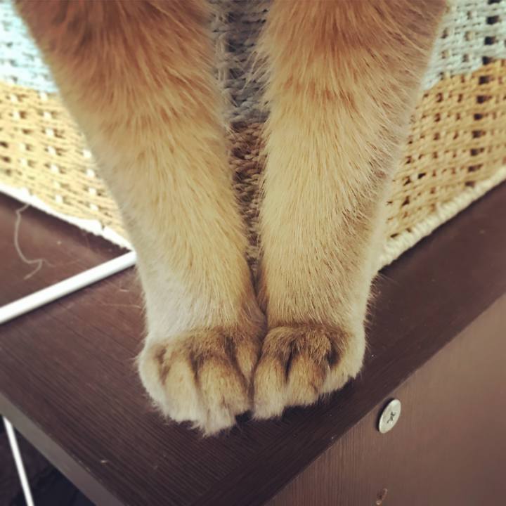 E694b4d5 4bec 48e1 8cd1 5a9619120c5f 1517501141351