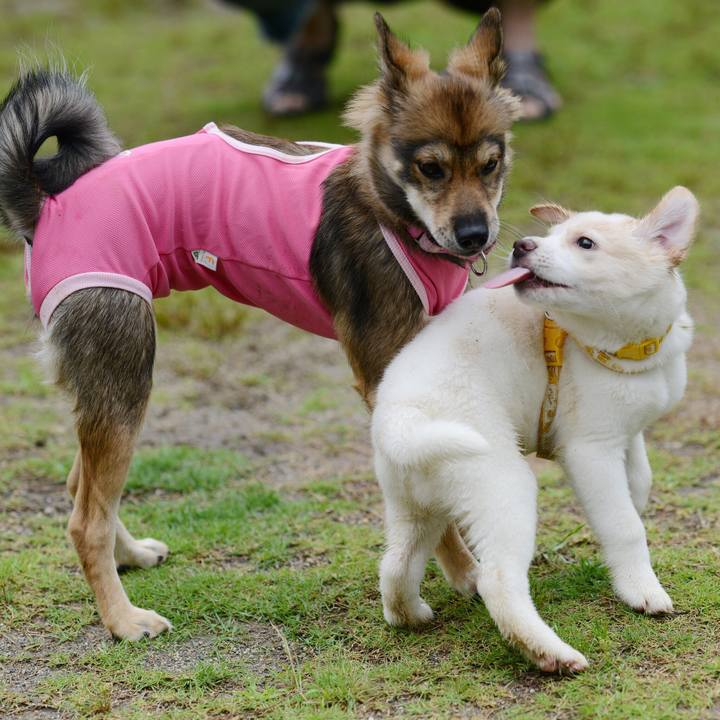 E6951bbf a539 4c6c 93ee fe9d752019bd 1529924389287