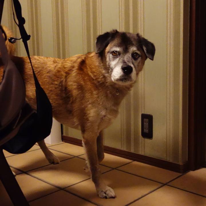 E69549da d196 4c6b 8020 2e5da34a9c96 1574764160266