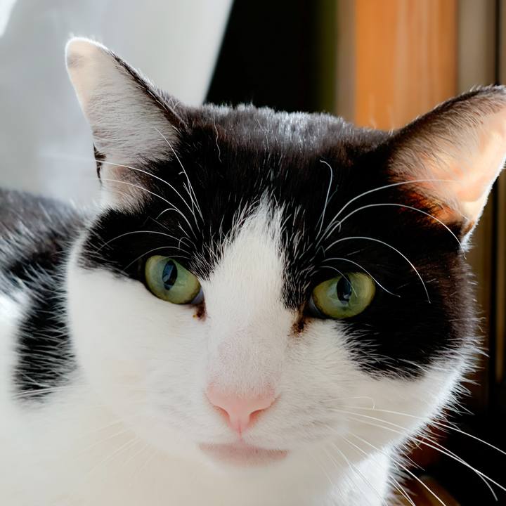 E6968d13 ea0b 40f4 81d9 0e3a6dc90512 1585966485208