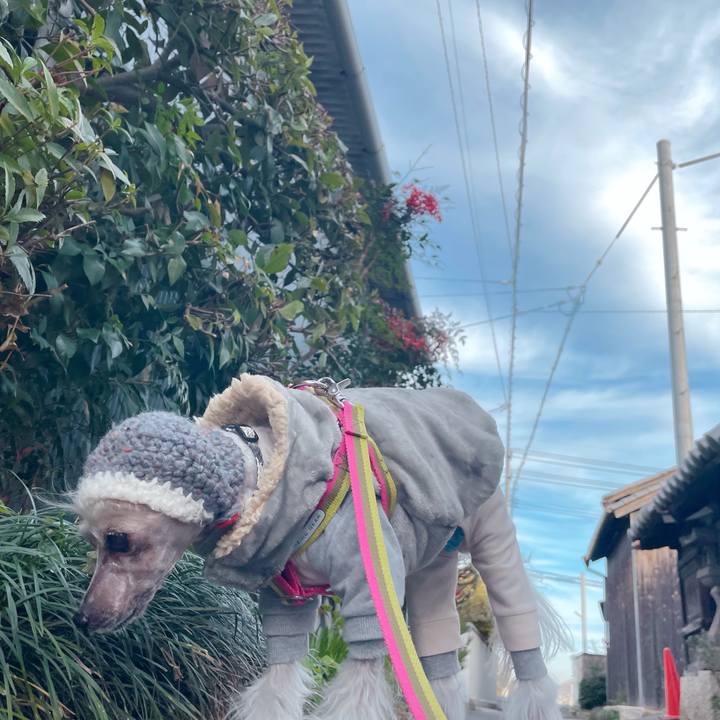 E698a135 b6c4 474f 984e dbed6db85717 1766129197869