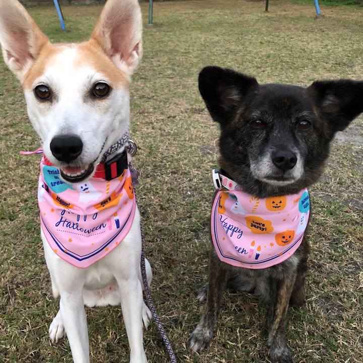 E69ae737 e97b 456c 9995 367c64a53979 1602585445578