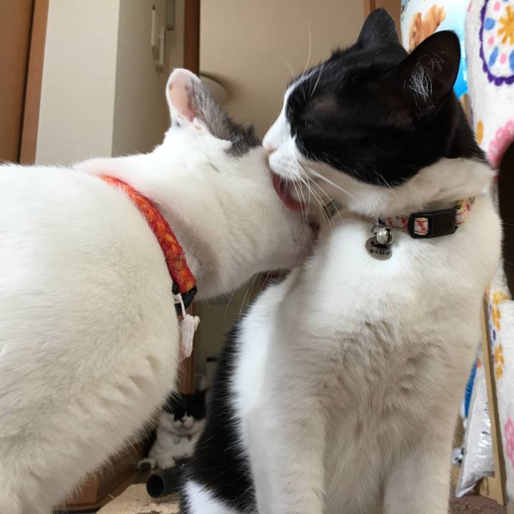 E69fa99d 07be 4a8f 9006 a0f3e1064d17 1526438455236