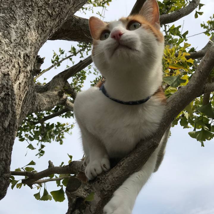 E6a02526 52c9 44b1 8fa4 2fe2a576e820 1509160021337